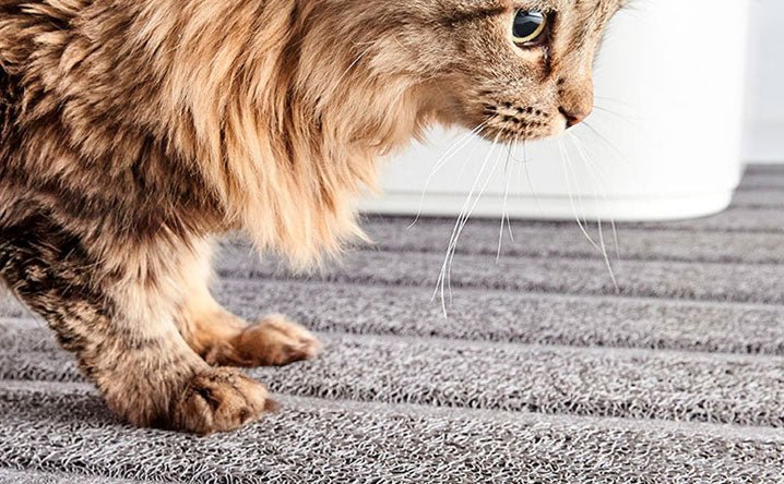 Top 3 must-have cat litter box accessories. - Modkat