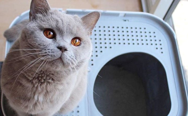 5 risks of keeping a dirty litter box. - Modkat