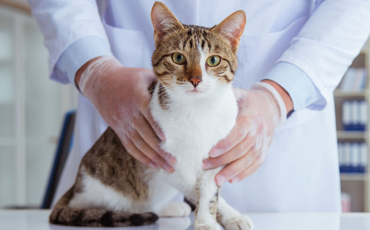Cat health insurance: common questions and answers. - Modkat
