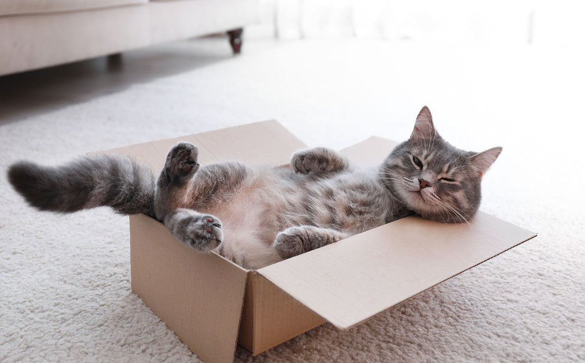 Your serious guide to funny cat names. - Modkat