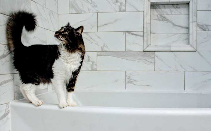 Is your cat peeing in the bathtub? - Modkat