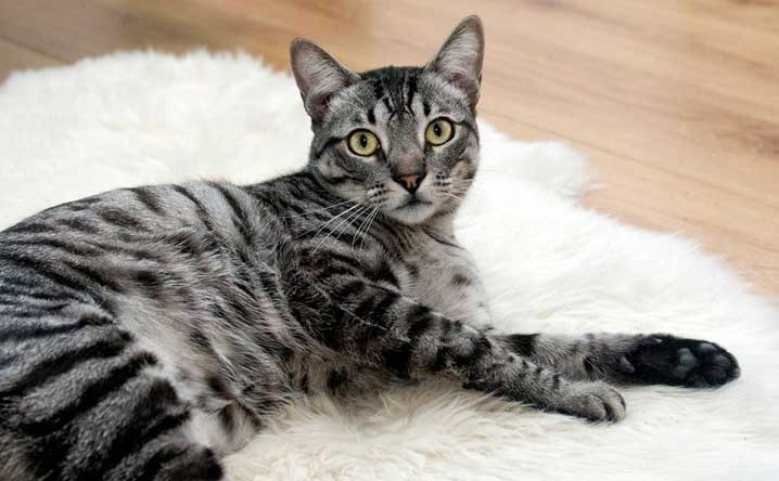 Why does my cat have a hanging belly? - Modkat