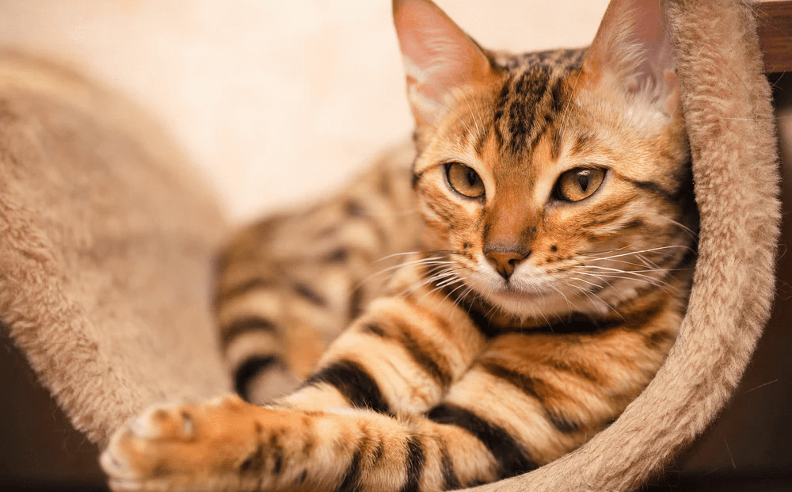 Are bengal cats hypoallergenic? - Modkat