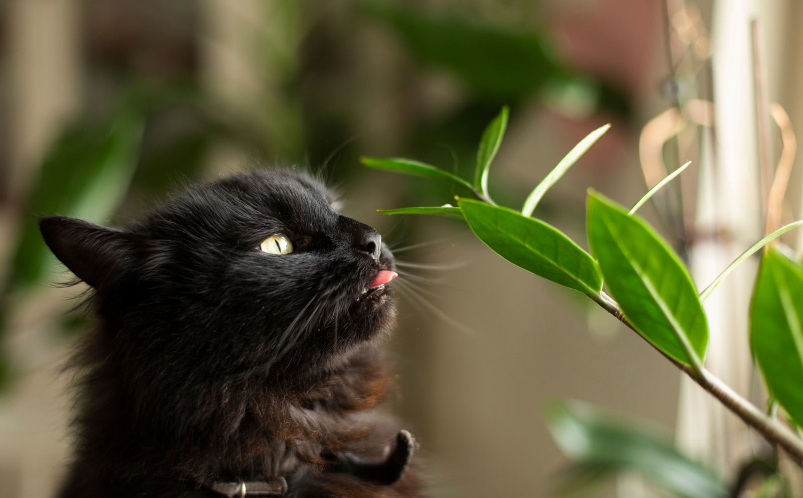 What plants are poisonous to cats and why? - Modkat