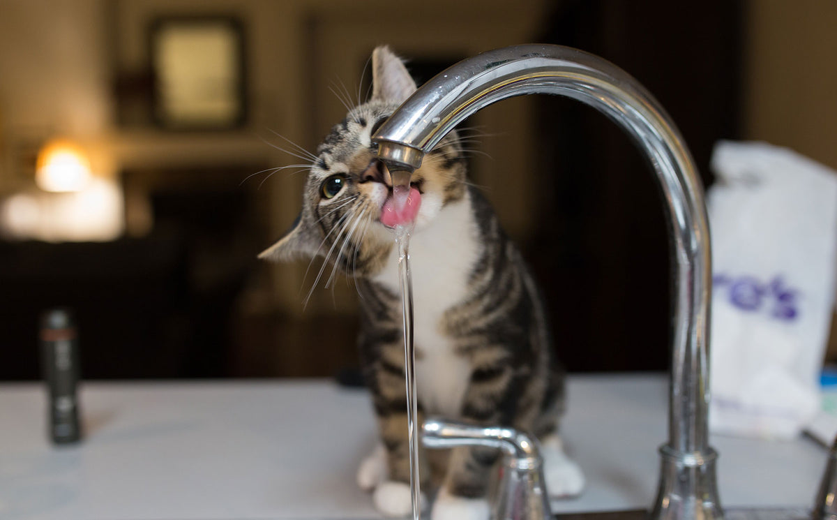 Is your cat drinking enough water? - Modkat