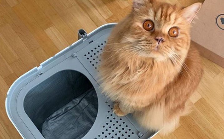 Stop your cat from litter tracking with a top entry litter box. - Modkat