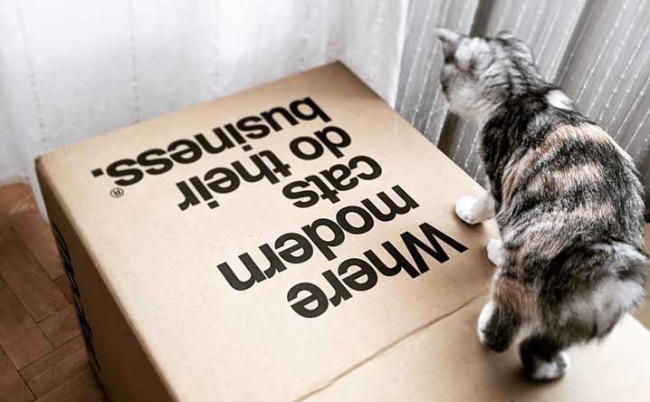 Why do cats love boxes so much? - Modkat