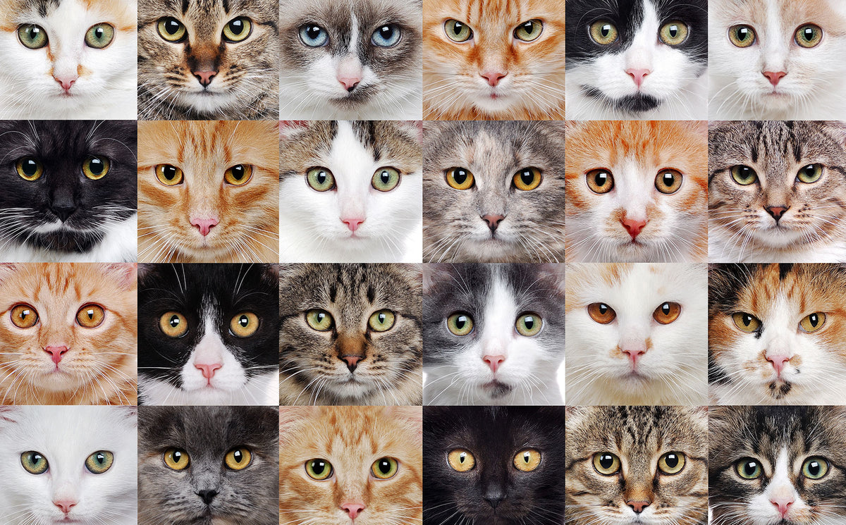 Ultimate guide to the world's most popular cat breeds. - Modkat