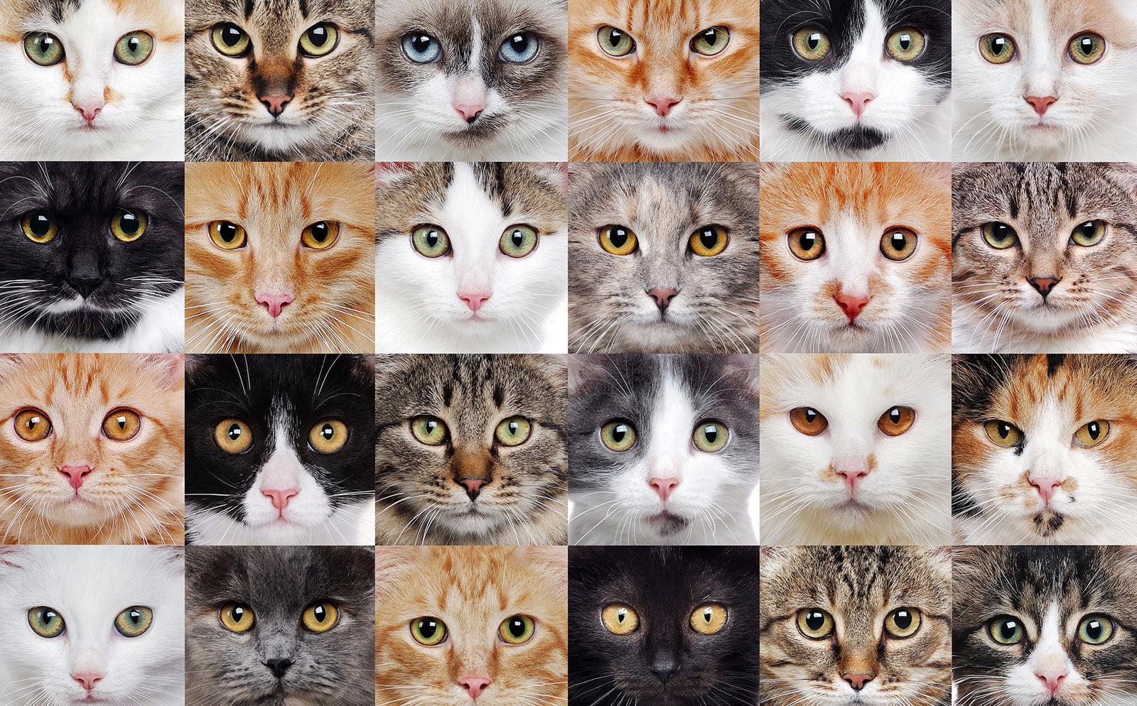 Ultimate guide to the world's most popular cat breeds. - Modkat