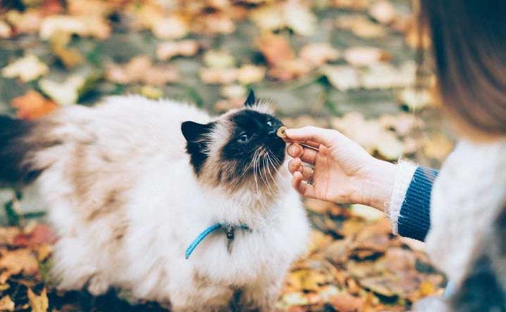 Science proves cats are man’s best friends. - Modkat