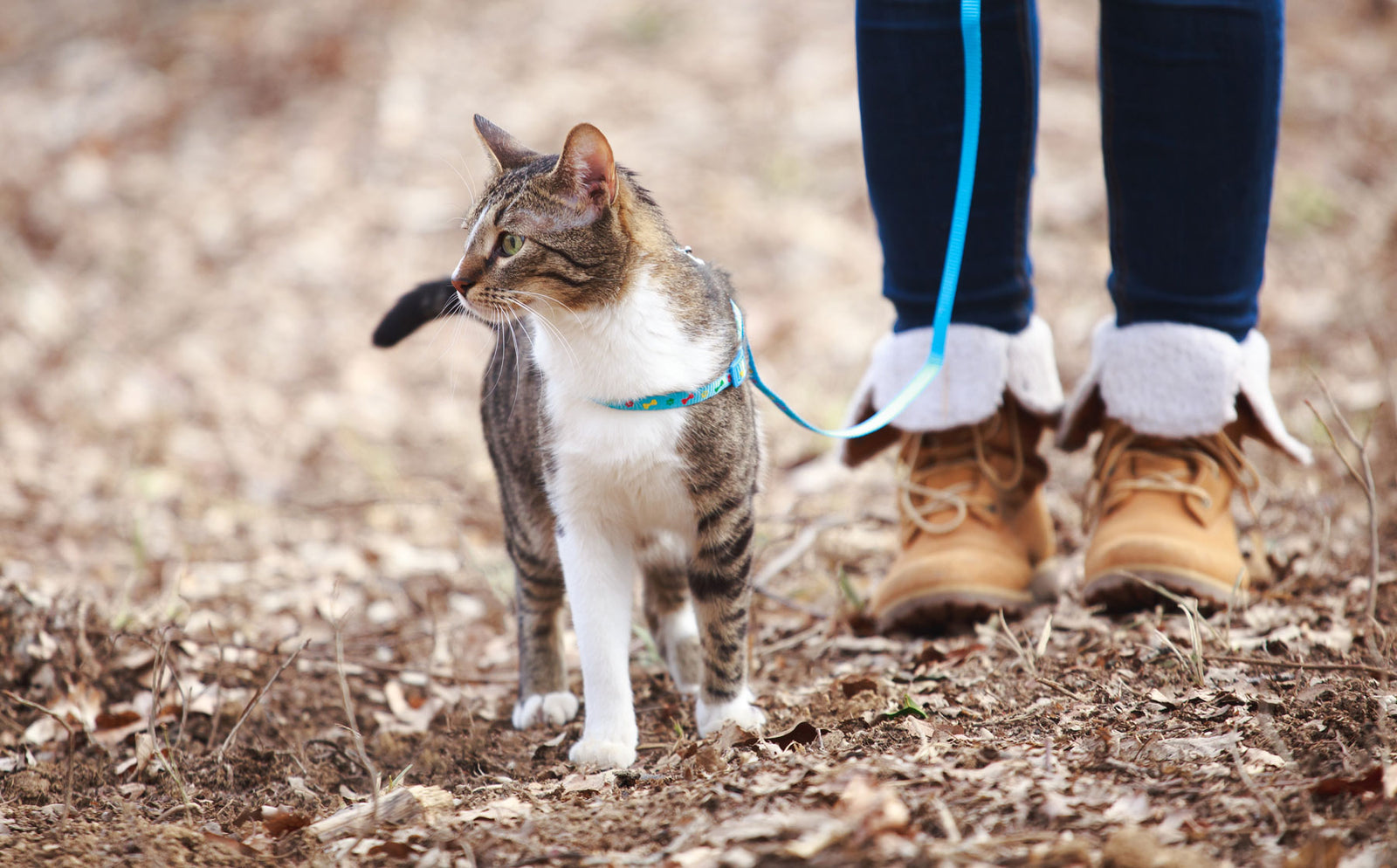 Can you walk your cat? - Modkat
