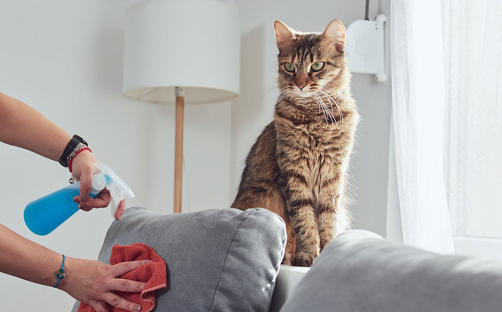How to remove cat urine and its smell. - Modkat