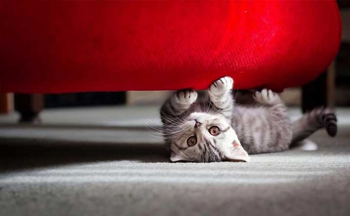 How to stop cats from scratching furniture. - Modkat