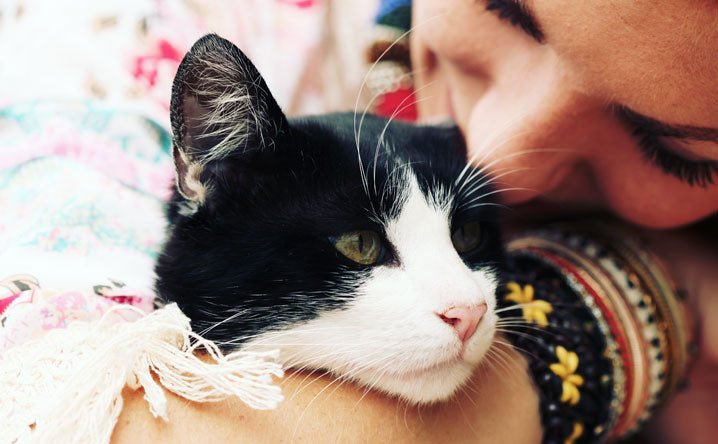 How do I know if my cat is deaf? - Modkat