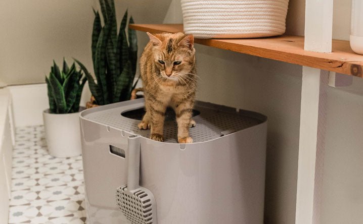 What are the benefits of an enclosed litter box? - Modkat