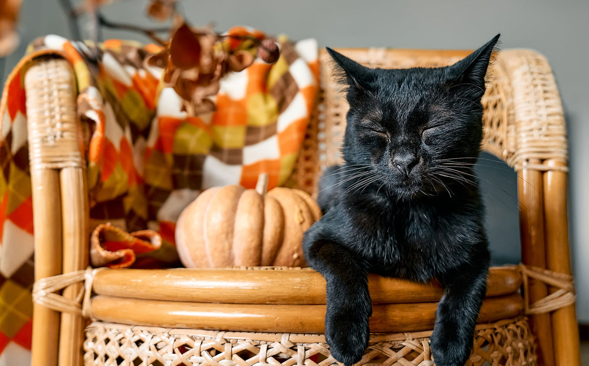 Tips for a safe Halloween with your cat. 🎃