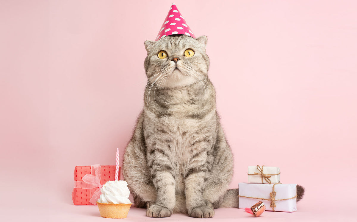 How old is my cat? And why does his age matter? - Modkat