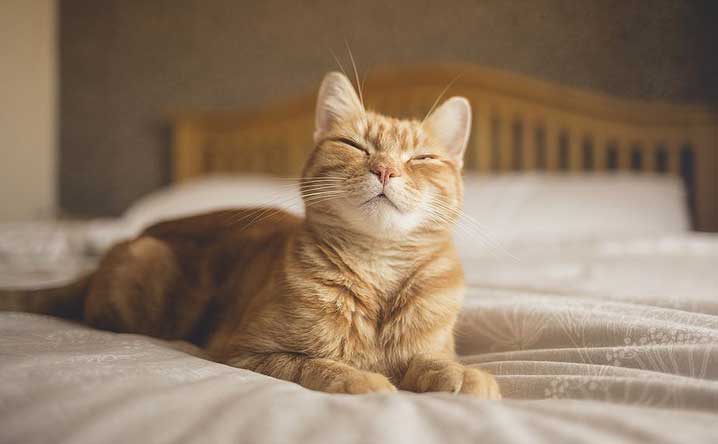 Why do cats knead? - Modkat