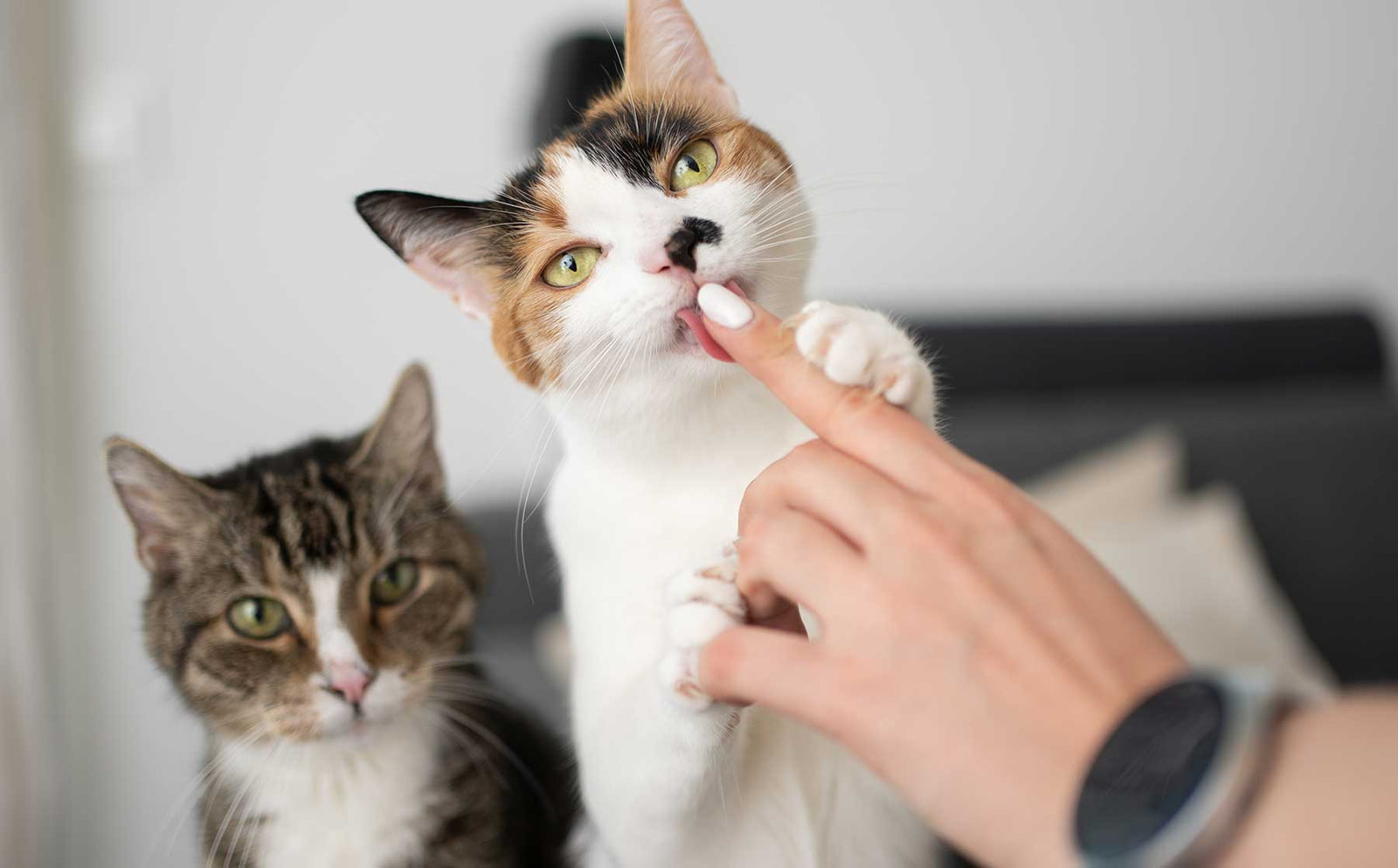 Why does my cat lick me? - Modkat