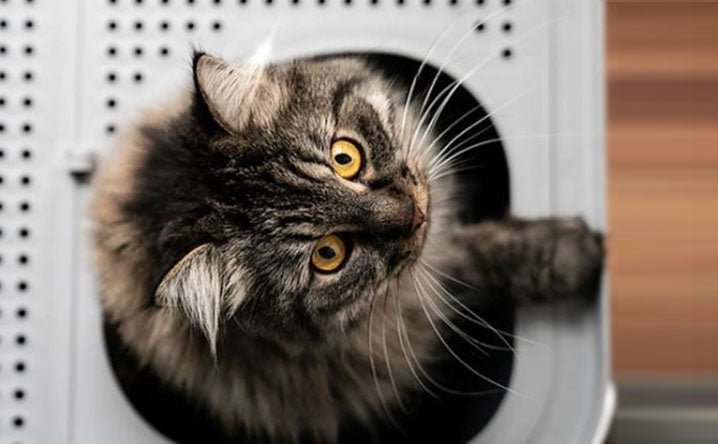 The best litter box for the large cat in your life. - Modkat