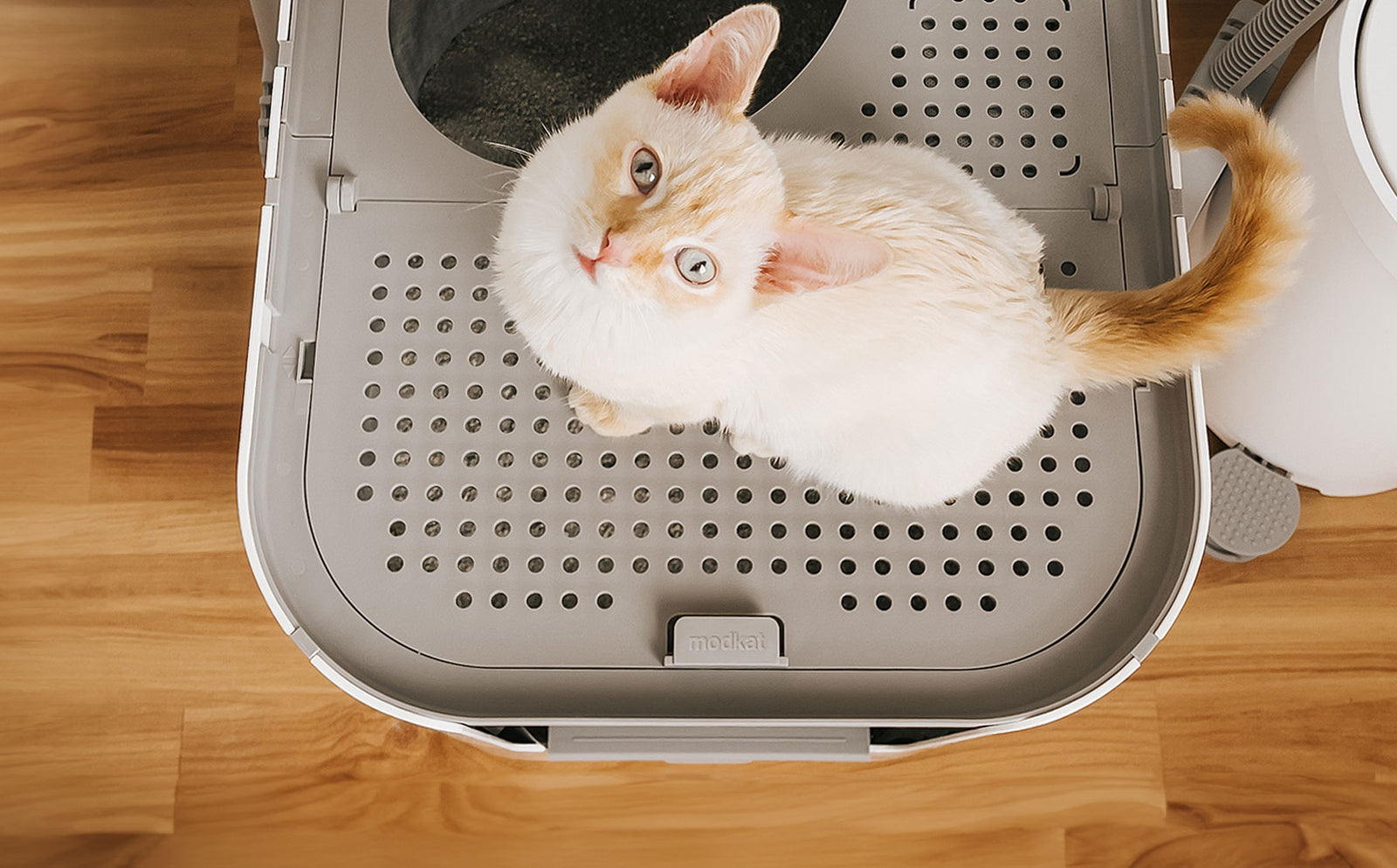 Litter-free floors, it's a beautiful thing. - Modkat