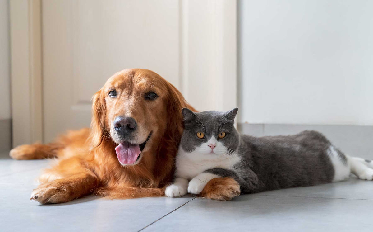 Debunking myths about cats. - Modkat