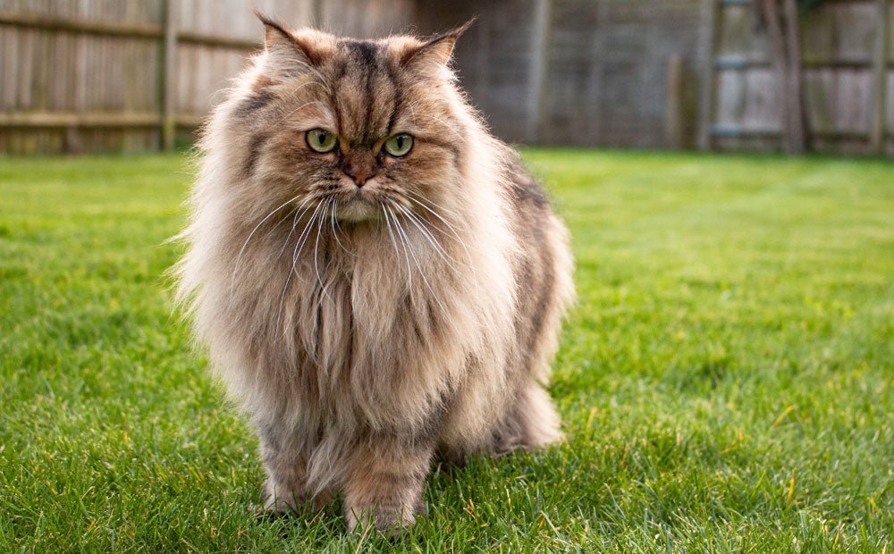 Outdoor litter boxes: The pros and cons. - Modkat