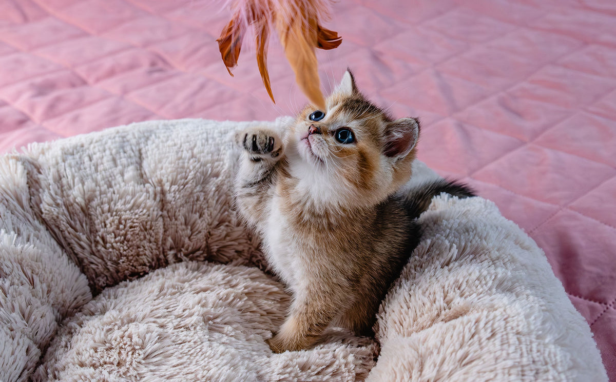The rules of cat play. - Modkat