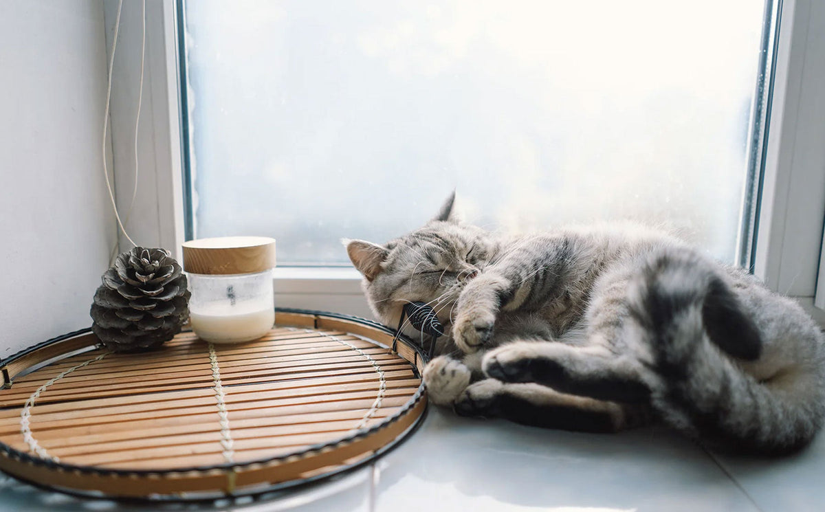Scottish straight cat: A quick guide to the breed.