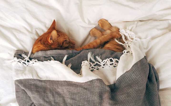 How much do cats sleep, and how many hours do they really need? - Modkat