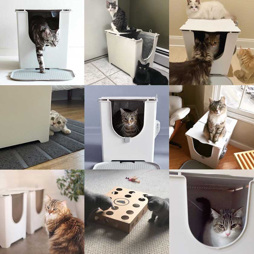 Happy cats with their Modkat Flips