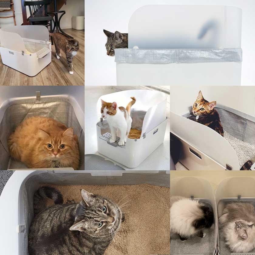 Happy cats in the Modkat Tray