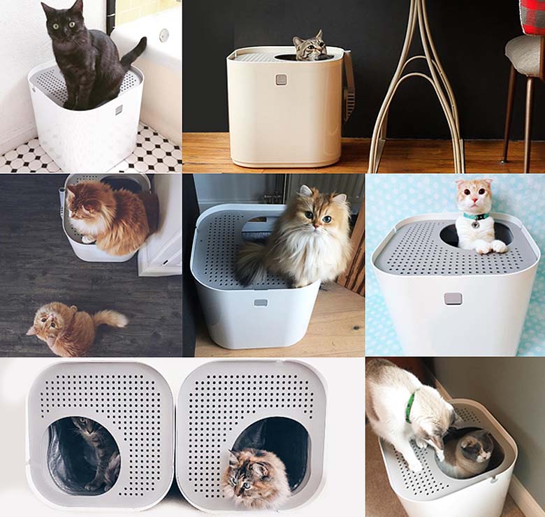 Instagram Cats