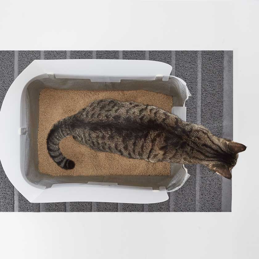 view from above of the Modkat Tray with a cat inside