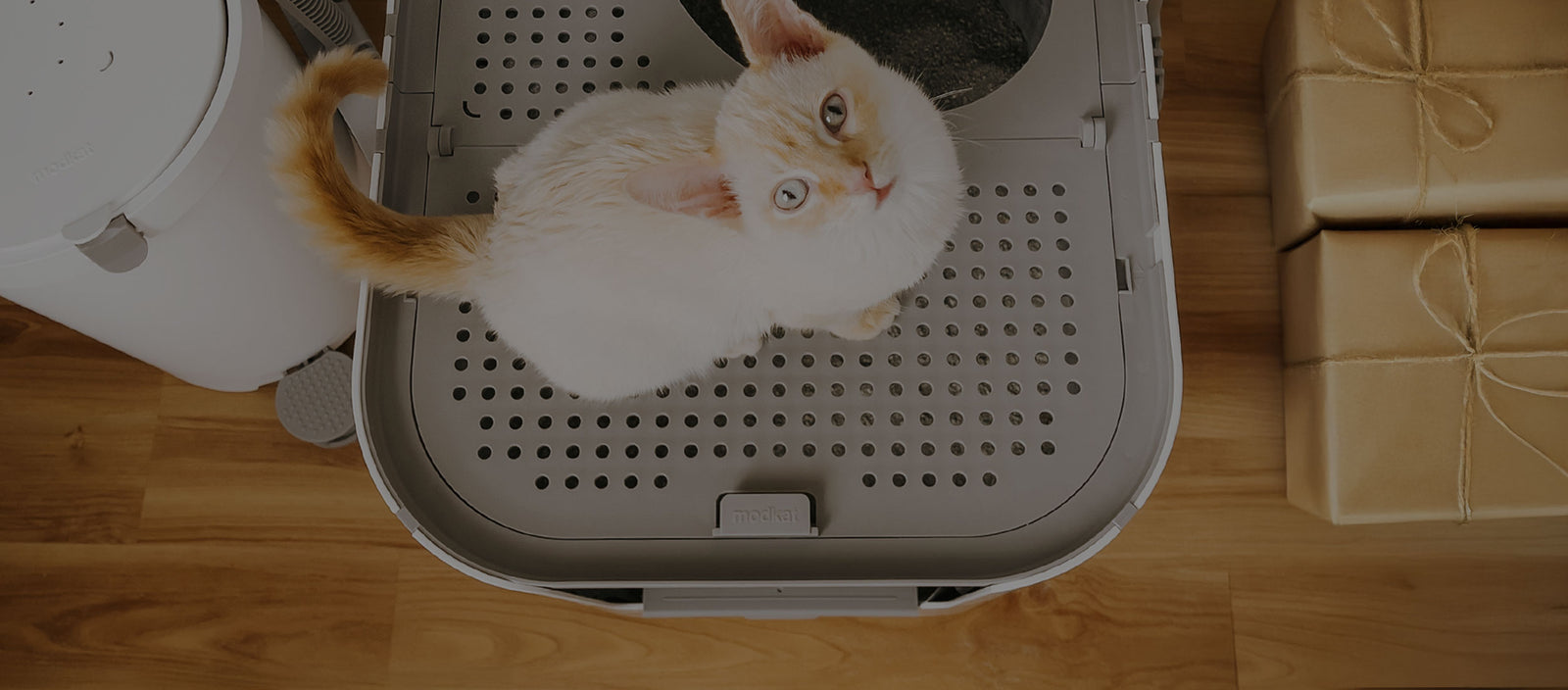 Cat standing atop Modkat XL looking up