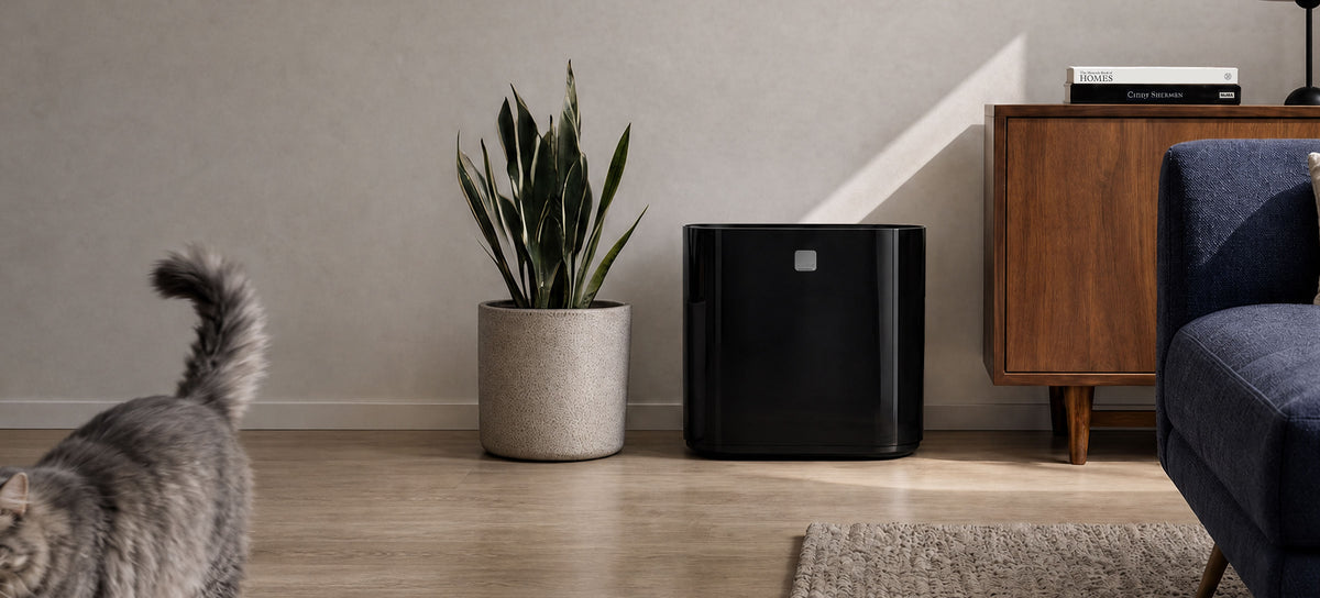 Black Modkat in living room