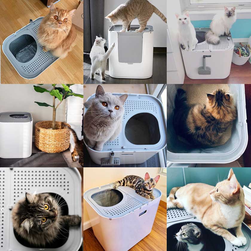 Happy cats and their Modkat XLs