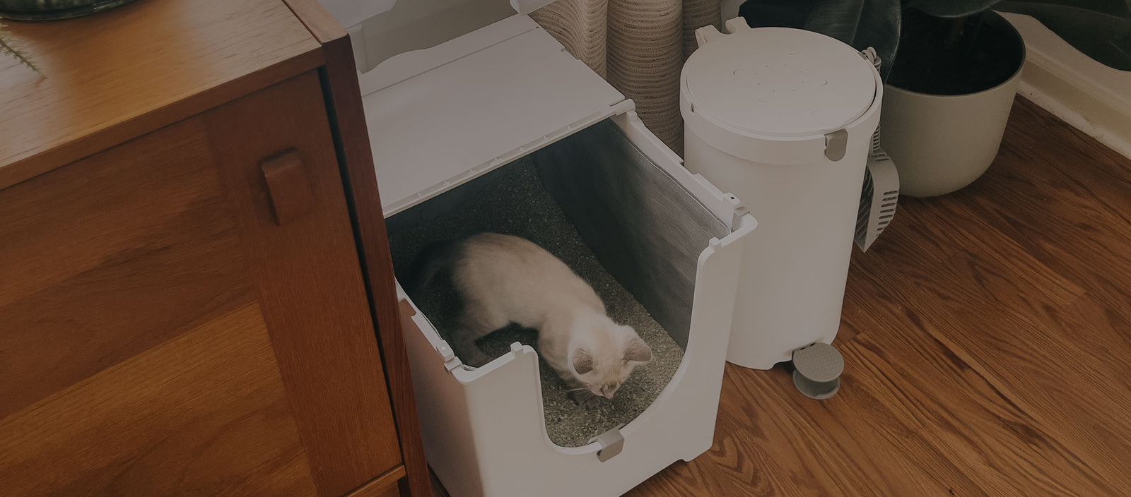 Cat inside Modkat Flip with lid flipped half open