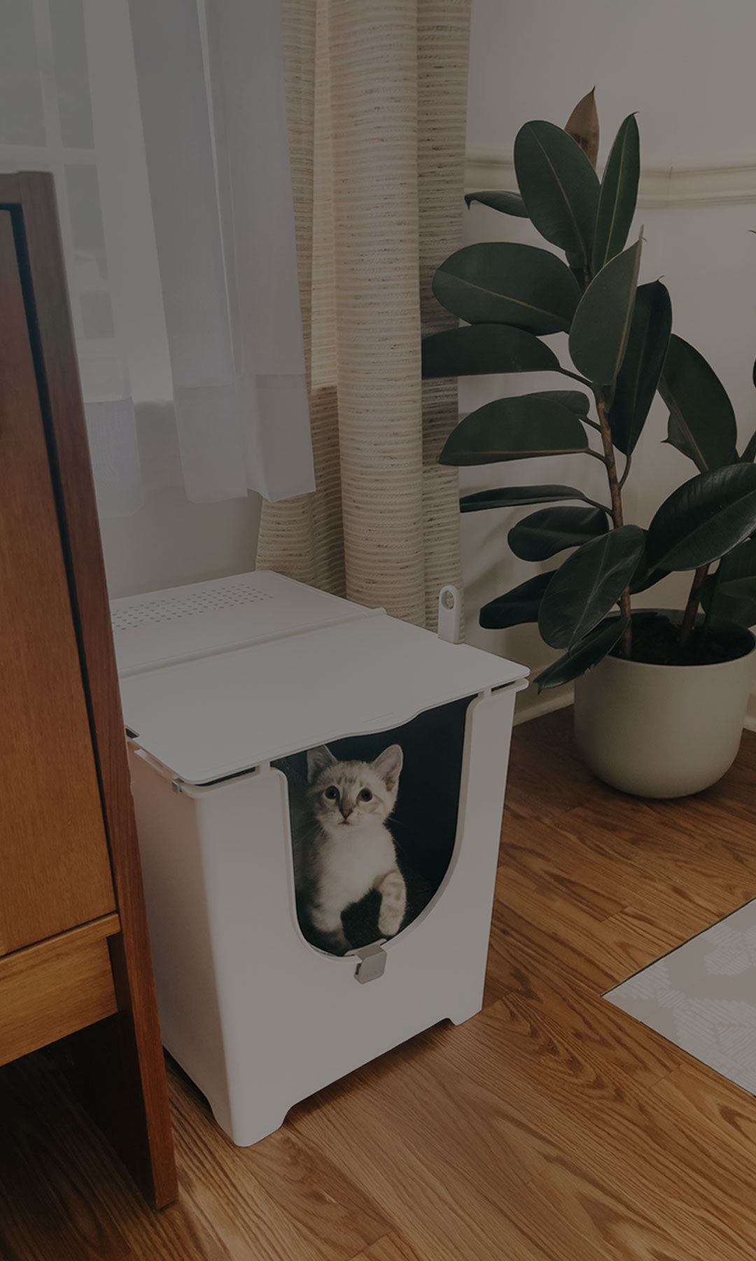 Modkat Flip with cute white kitten