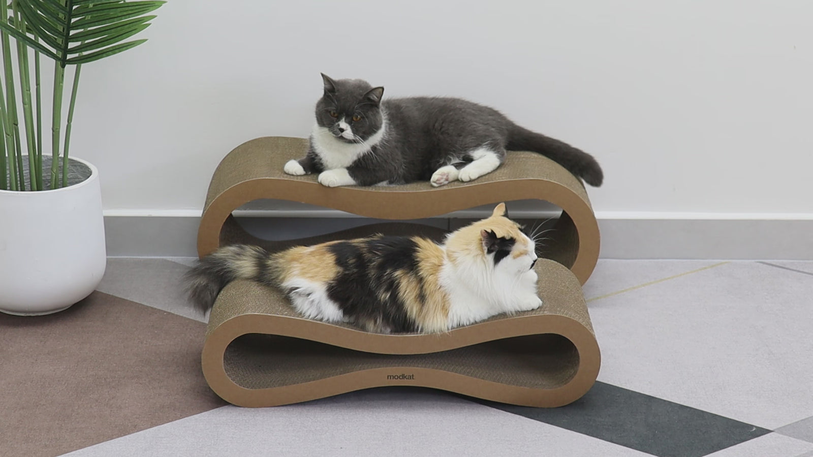 Video of cats lounging, scratching and playing on their Modkat Scratcher Lounges